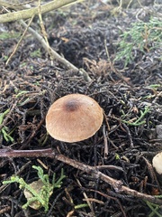 Leucoagaricus cupresseus
