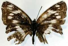 Limenitis sydyi