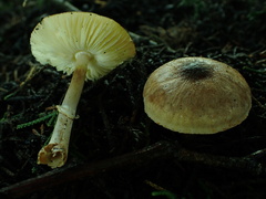 Leucoagaricus cupresseus
