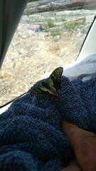 Graphium macleayanus