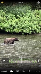 Ursus arctos sitkensis