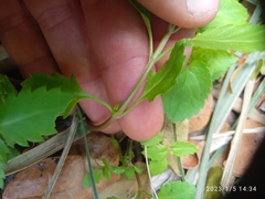 Haloragis masafuerana