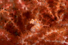Hippocampus bargibanti