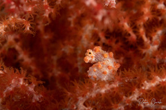 Hippocampus bargibanti