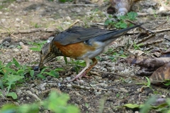 Turdus hortulorum