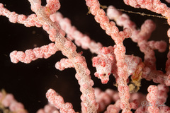 Hippocampus bargibanti