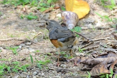 Turdus hortulorum