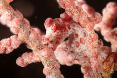 Hippocampus bargibanti