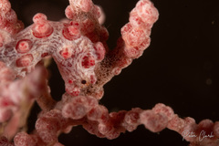 Hippocampus bargibanti