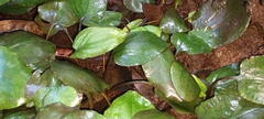 Cryptocoryne griffithii