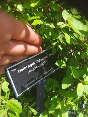 Haloragis masafuerana