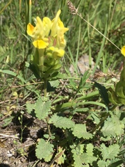 Scutellaria orientalis