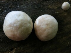 Reticularia lycoperdon