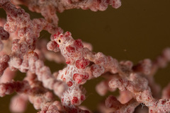 Hippocampus bargibanti