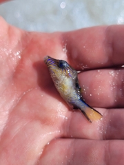 Canthigaster rostrata
