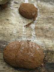 Reticularia lycoperdon