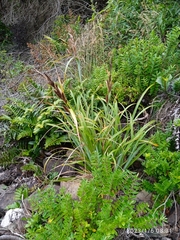 Carex trifida