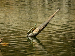Trachemys hartwegi