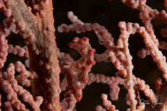 Hippocampus bargibanti