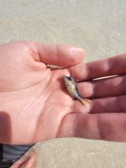 Canthigaster rostrata