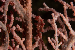 Hippocampus bargibanti