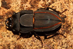 Erichius vittatus vittatus