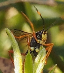 Pompiloidea
