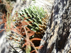 Agave victoriae-reginae