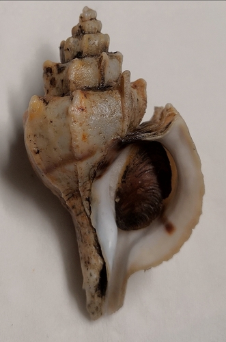 Boreotrophon candelabrum