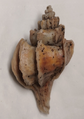 Boreotrophon candelabrum