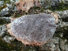 Nectriopsis violacea