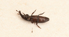 Cossoninae