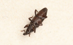 Cossoninae