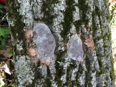 Nectriopsis violacea