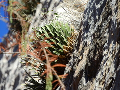 Agave victoriae-reginae