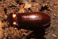 Phanophorus perspicax