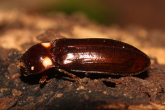 Phanophorus perspicax