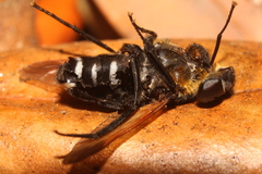 Pelecorhynchus elegans