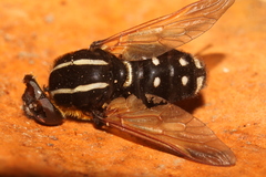 Pelecorhynchus elegans