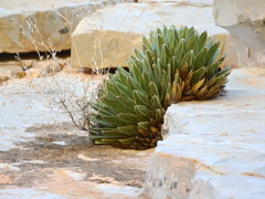 Agave victoriae-reginae