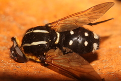 Pelecorhynchus elegans