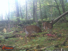 Odocoileus virginianus