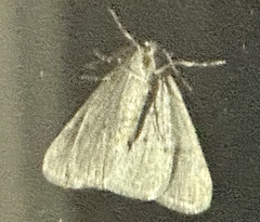 Sitochroa palealis