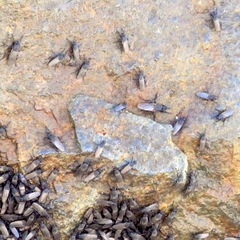 Coelopidae