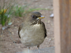Turdus amaurochalinus