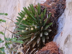 Agave victoriae-reginae