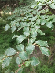 Nothofagus pumilio