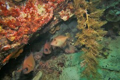 Meuschenia flavolineata