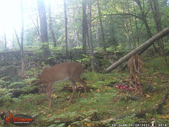 Odocoileus virginianus