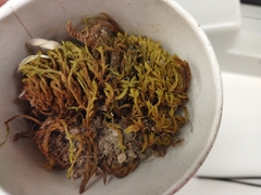 Racomitrium ptychophyllum